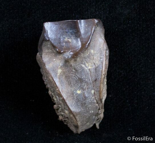 Large Shed Triceratops Tooth #2894